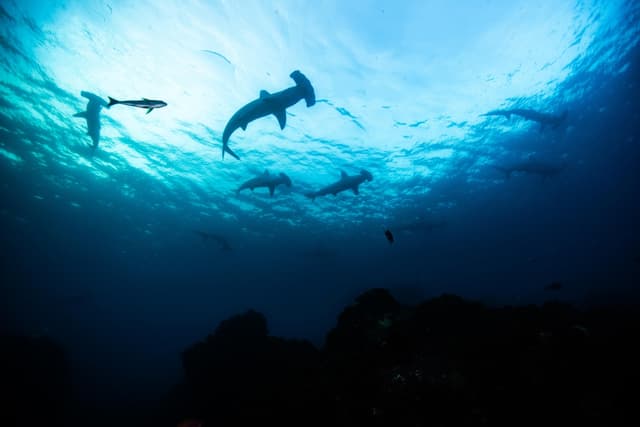 Hammerhead and Thresher Sharks Spotted in the Waters Around Tokyo’s Islands!