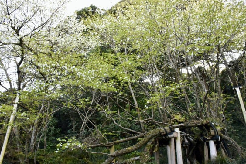 Oshima Island's Perfect Guide: Must-see spots, Activities, Accommodation and Access, izu islands, Tokyo Islands, Tokyo, Japan, tokyo travel, Japan travel, volcanic island, Oshima zakura, sakura, cherry blossom, Japanese endemic species