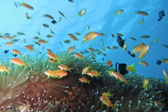 The Allure of scuba Diving in Kozushima!