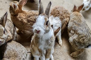 Tsubaki Hana Garden (Squirrel Village)