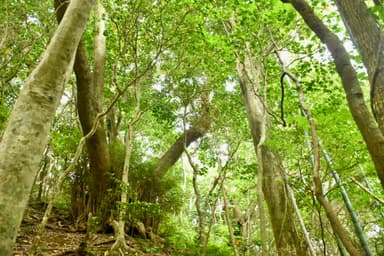 700 Giant trees on the small island